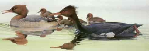 欣赏：美丽的秋沙鸭