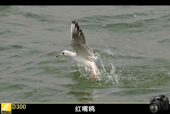 无锡鼋头渚充山大门口的红嘴鸥