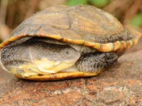 玄武：传说的兽原型探秘（玛塔龟）