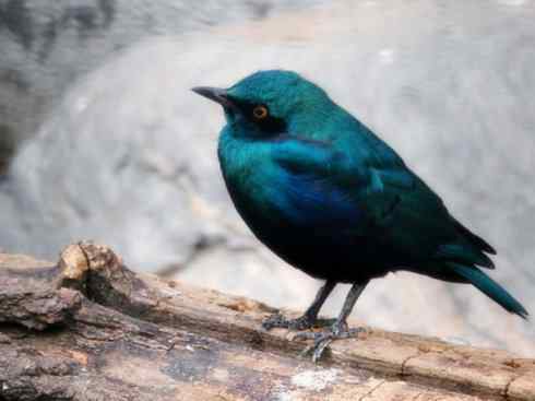 美丽无罪：雀鸟之辉椋鸟