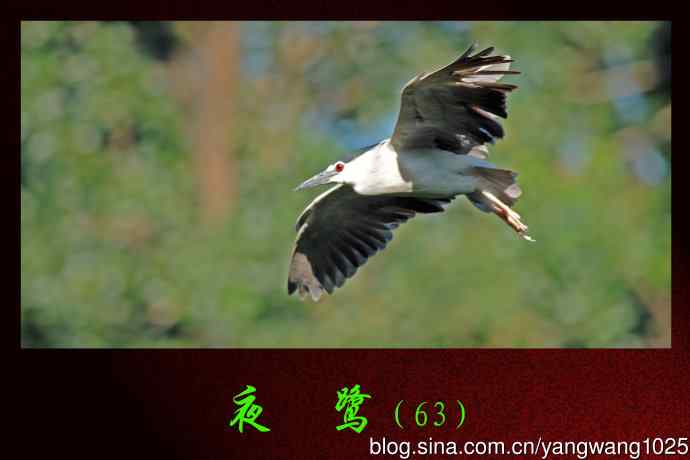 飞（夜鹭）63