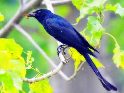 雀鸟也彪悍：黑侠（黑卷尾）