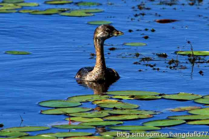 斑嘴巨鸊鷉 美国鸟类摄影——斑嘴巨鸊鷉
