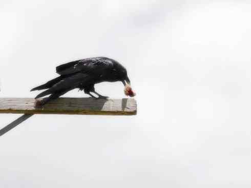 天生猎手：非猛禽类猎手（渡鸦、秃鹳）