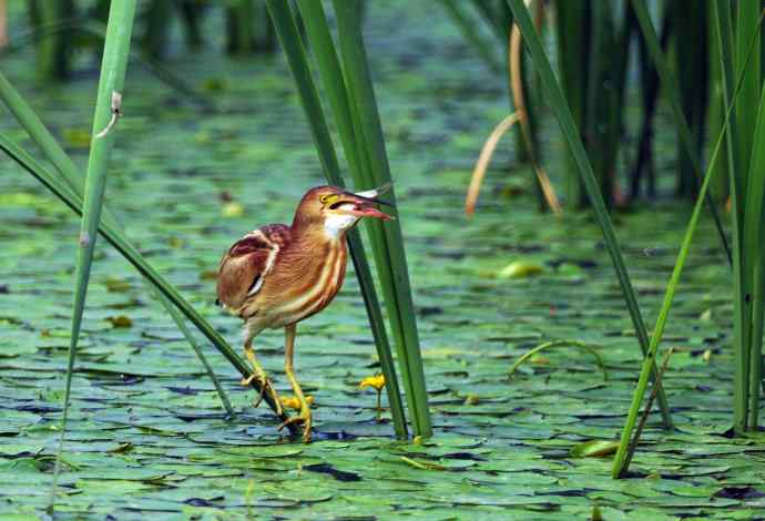 捕鱼的黄苇鳽（记实）2