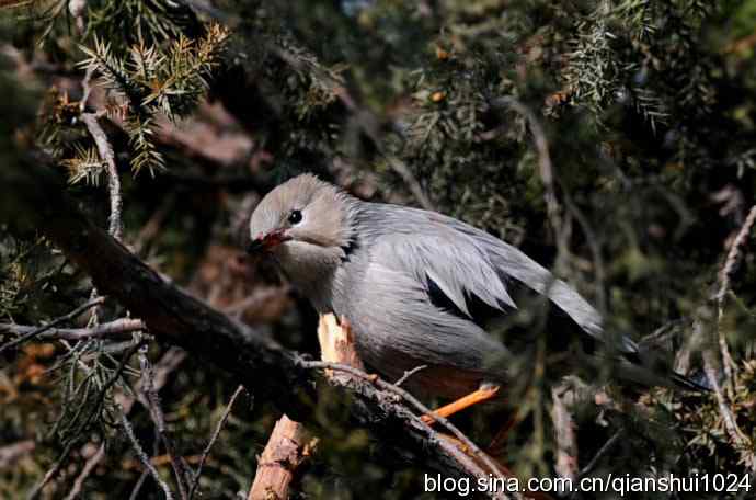 丝光椋鸟树上的尴尬(天坛)