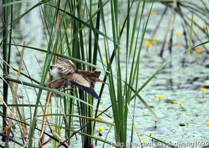 北京将府公园的鸟类——为领地而战（记黄苇鳽的一场战斗）