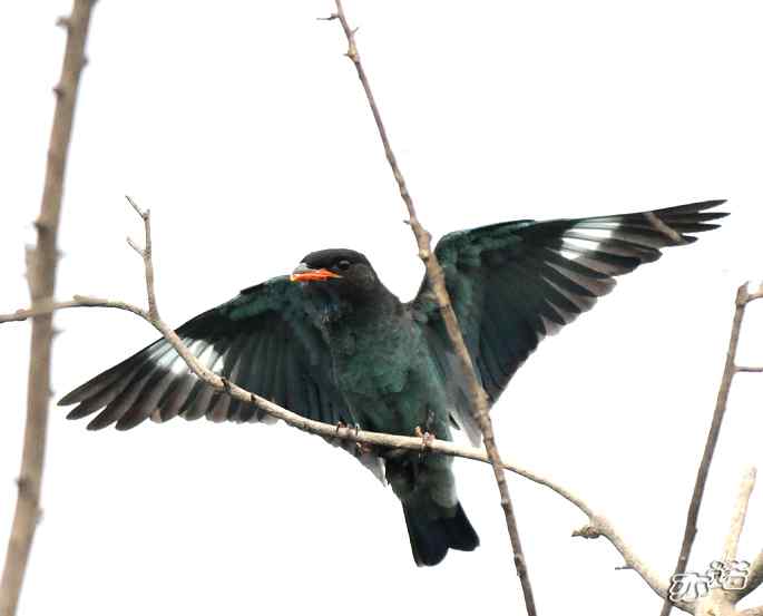 圆明园&nbsp;wbr路&nbsp;wbr三宝鸟（清晰、飞行版）