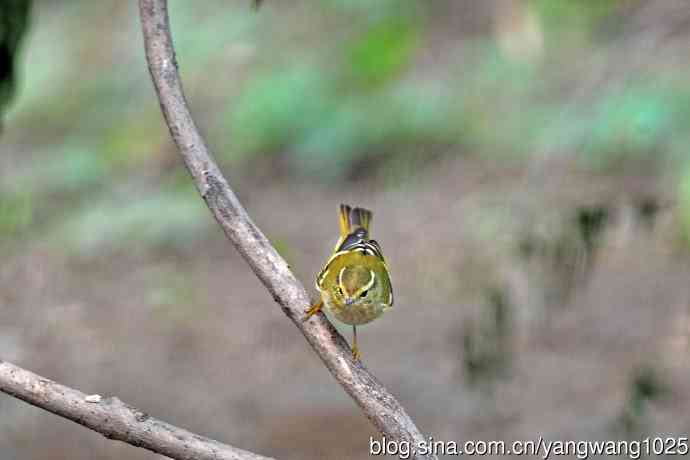 黄眉柳莺（26）