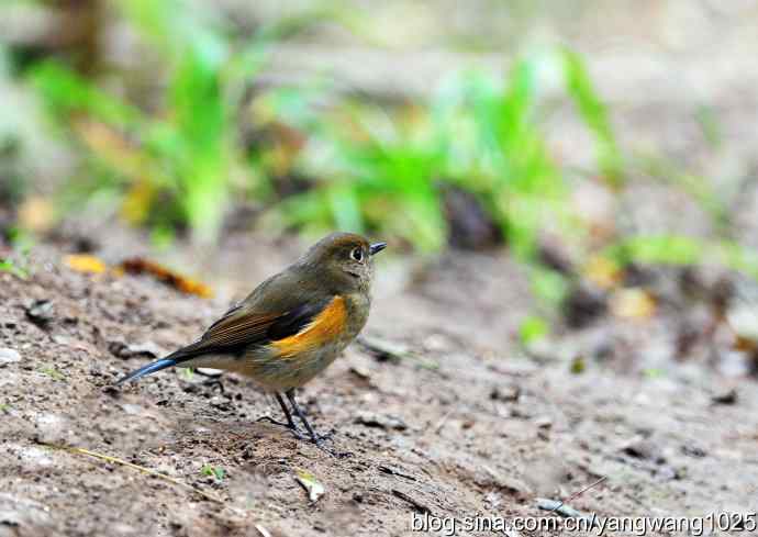 雌性红胁蓝尾鸲（3）