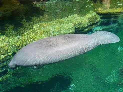 美人鱼：传说的兽原型探秘（海牛）