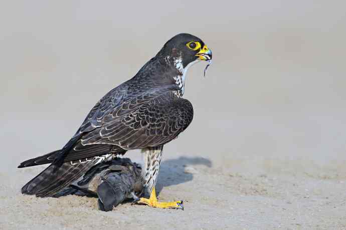 游隼de饕餮盛宴