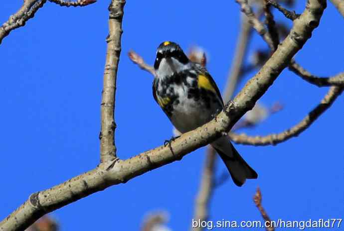 黄腰白喉林莺（2）