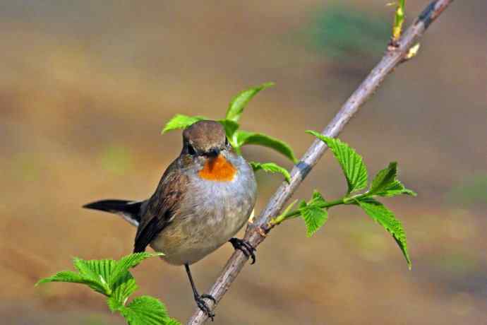 雄性红喉姬鹟(8) 雄性红喉姬鹟(8)