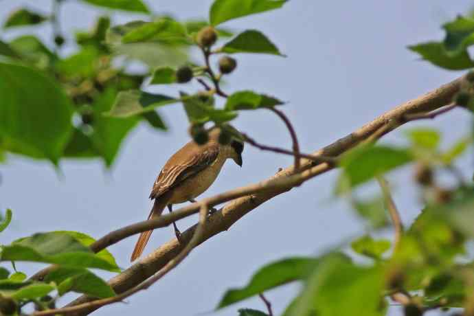 虎纹伯劳（记录版）