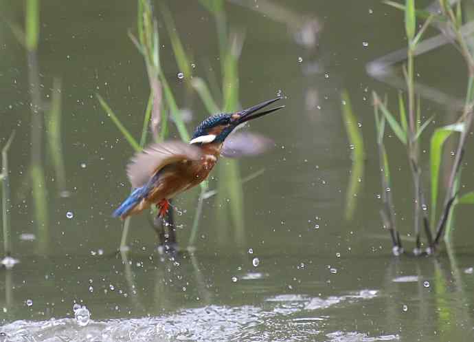 220.可爱小翠--飞姿图