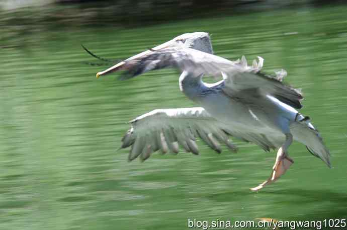 再拍大鹈鹕 wbr2