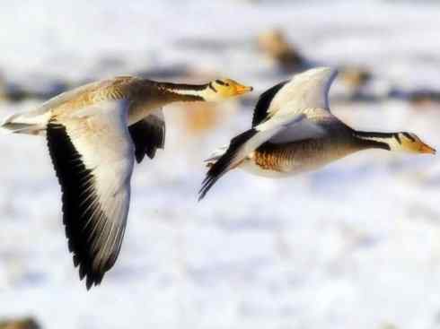 家禽驯化之源之十三（大雁、丹顶鹤）