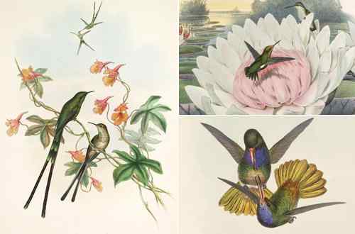 英国鸟类学家约翰•古尔德的蜂鸟绘画作品欣赏