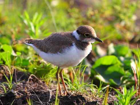 鸟类之最:北美金鸻