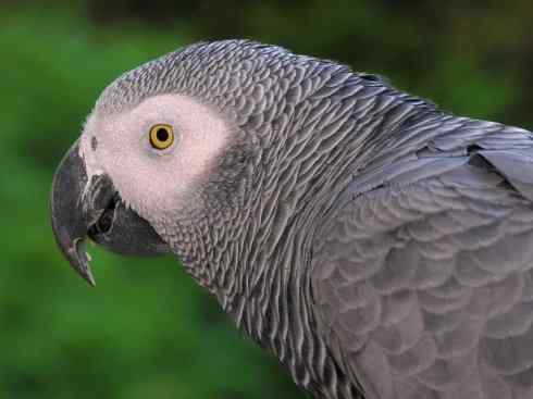 鸟类之最:灰鹦鹉