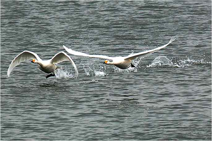 点击图片或使用键盘← →翻页