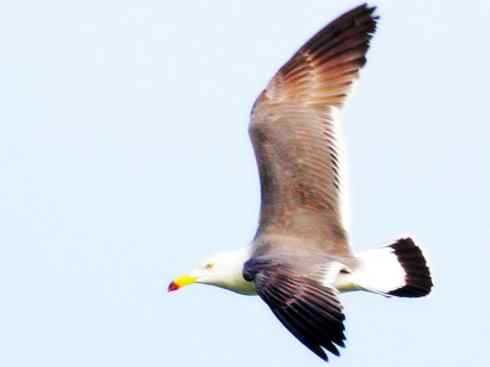 白头鸟系列：另类的美丽10（海鸥）