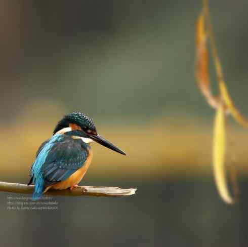 哥拍的不是翠,哥拍的是寂寞 哥拍的不是翠,哥拍的是寂寞