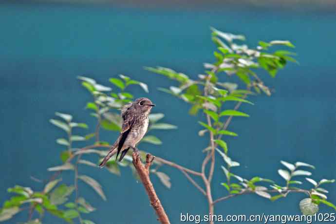 烏鶲（亚成鸟）3