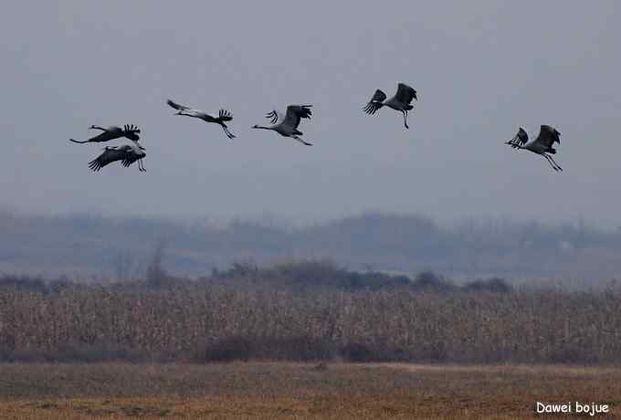 密云水库生境观鸟