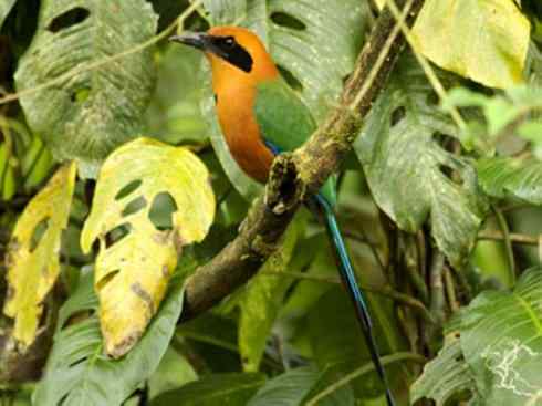 绝色攀禽：佛法僧目