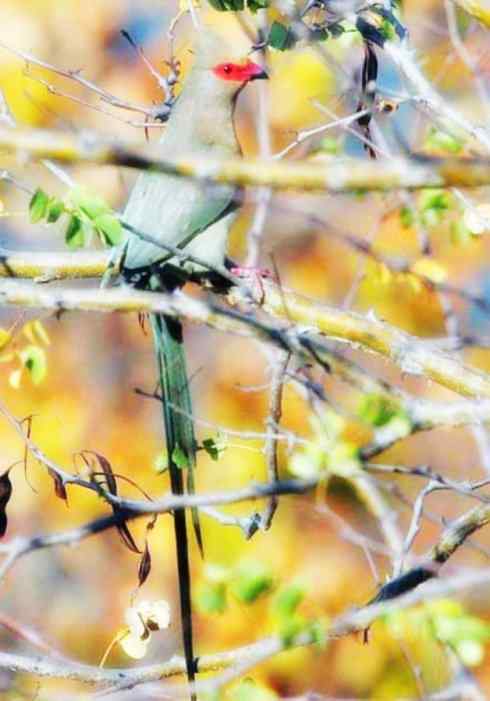 猎奇：长尾鸟雀之六