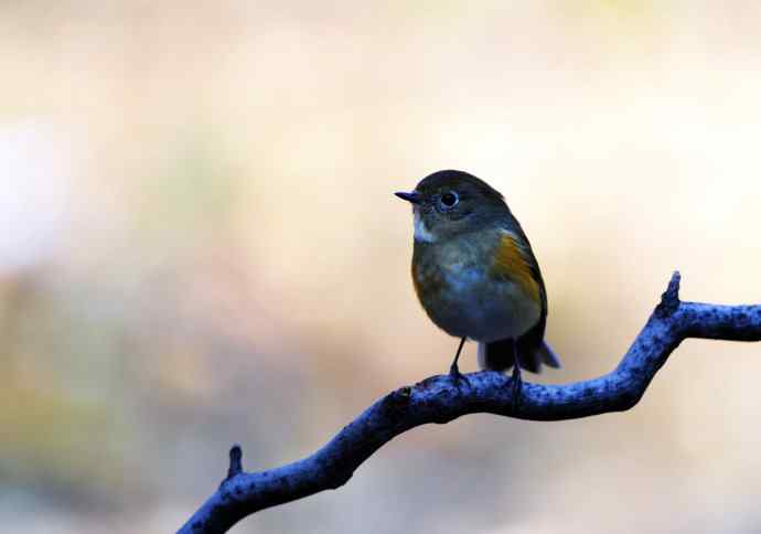 雌性红胁蓝尾鸲（13）