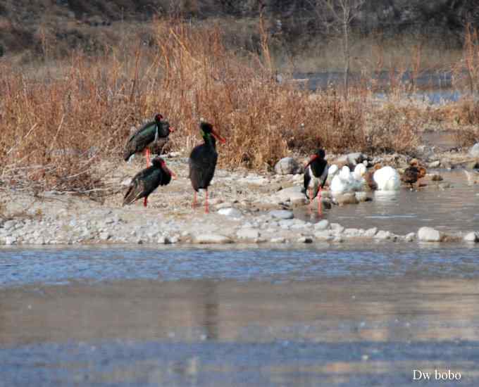 拒马河偶遇黑巨鸡 拒马河偶遇黑巨鸡