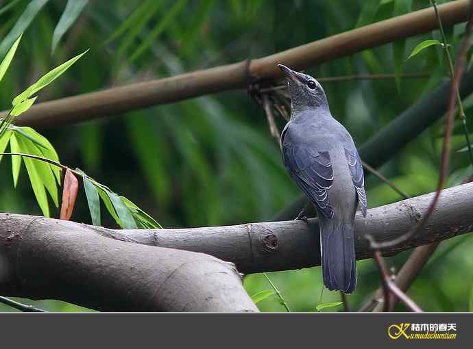 记录暗灰鹃鵙{照片】