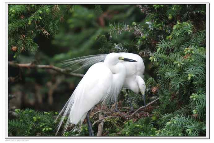 尼康V1相机拍摄的象山白鹭