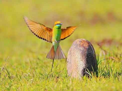 绝色攀禽：佛法僧目之蜂虎3