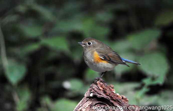 雌性红胁蓝尾鸲（59）