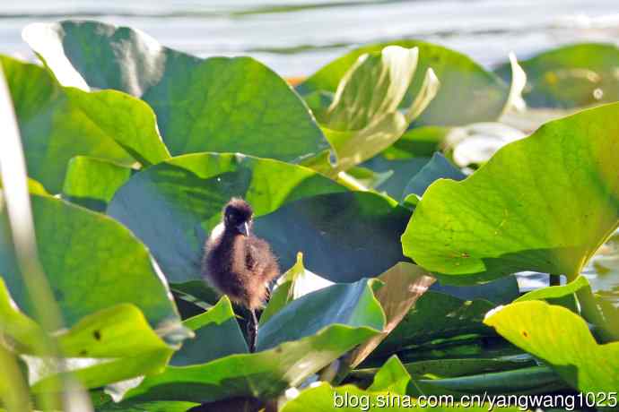白胸苦恶鸟宝宝出窝了(3) 白胸苦恶鸟宝宝出窝了(3)