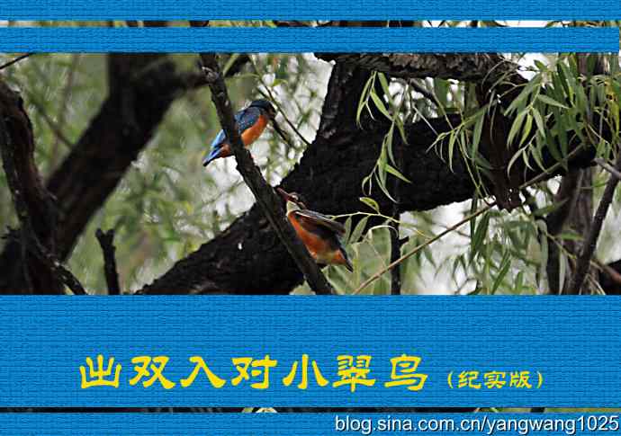 出双入对的小翠鸟（纪实版）