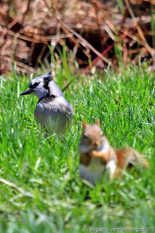 红松鼠与冠蓝鸦