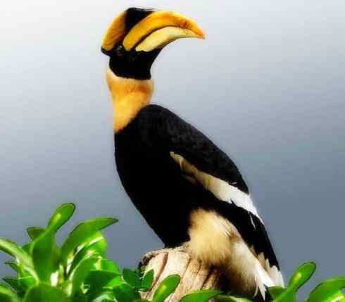 奇特的盔：盔犀鸟