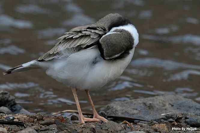 鸟为悦己者容(长嘴剑鸻梳妆)