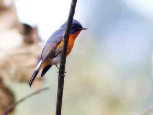 美丽无罪：雀鸟之姬鹟