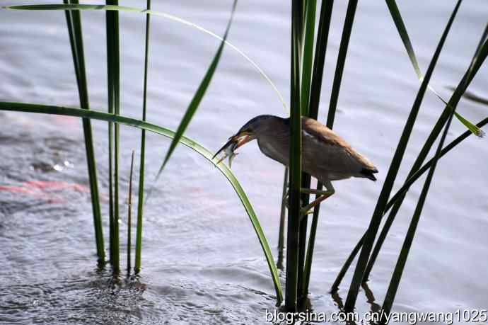 黄苇鳽的早餐（记实）