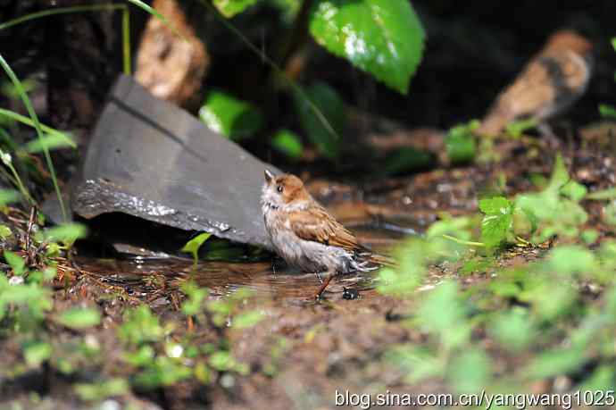 讲卫生的小麻雀（纪实版）