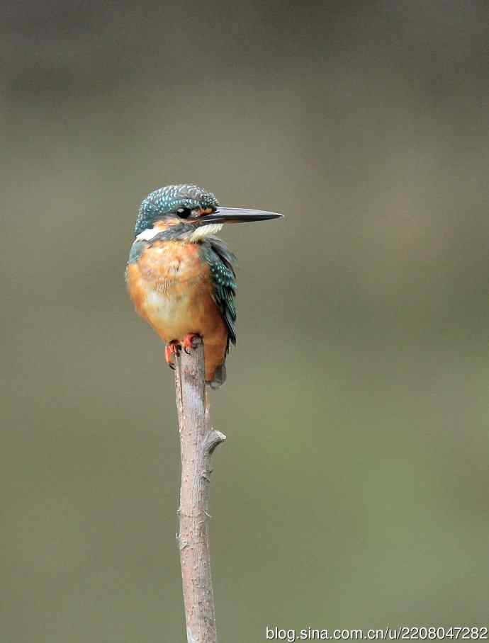 224.可爱小翠---翠鸟之吻