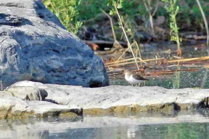 青脚鹬（记录版）