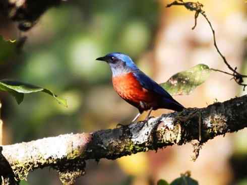 美丽无罪：雀鸟之矶鸫