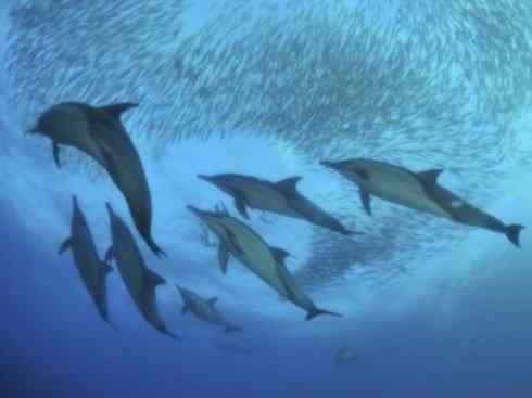 自然奇观：动物大迁徙(沙丁鱼)